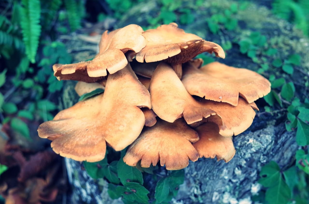 Grybų,  Grybai,  Shiitake Grybų, Nemokamos Nuotraukos,  Nemokama Licenzija