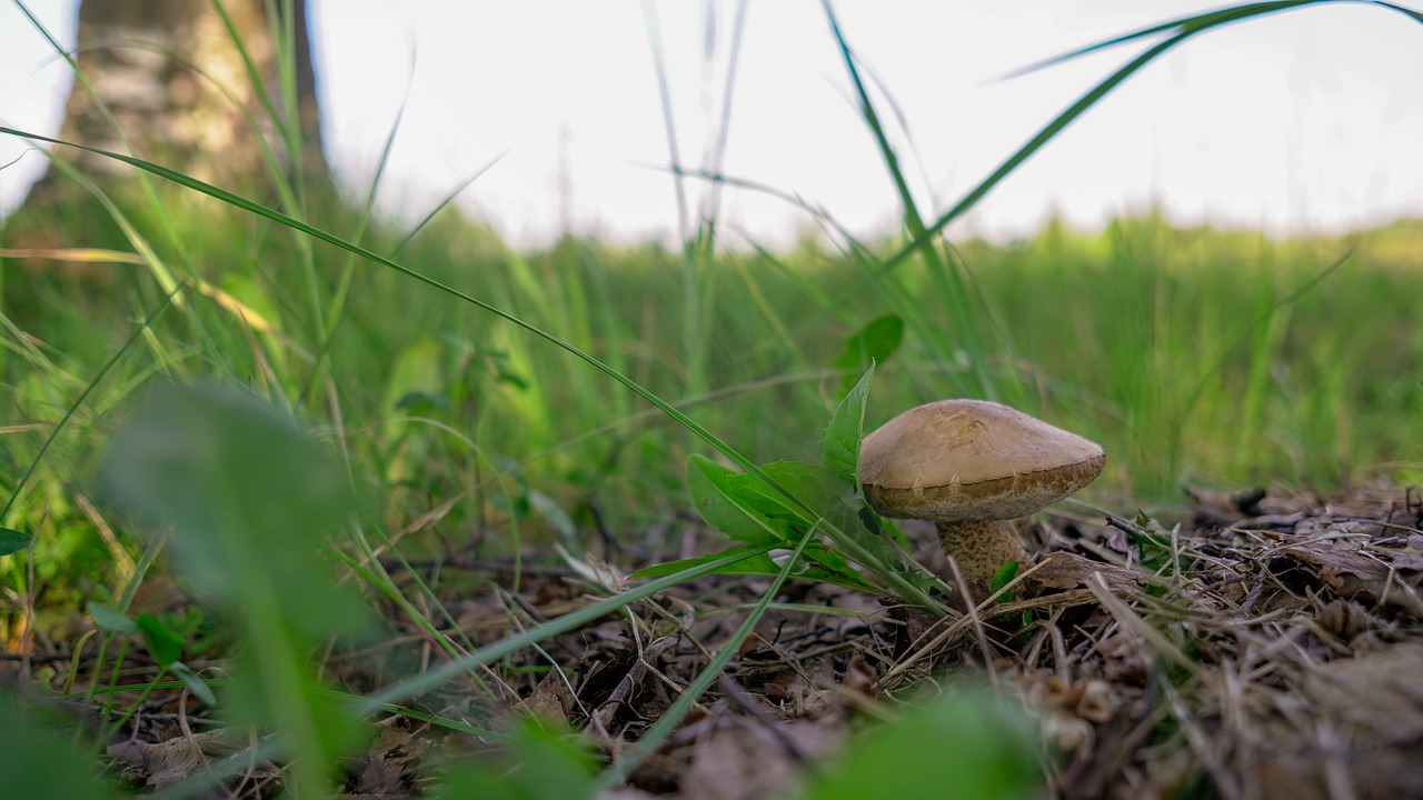 Grybų,  Žolė,  Grybai,  Žolės,  Žalias,  Pobūdį,  Mitybos,  Miškai,  Maisto,  Šviežias