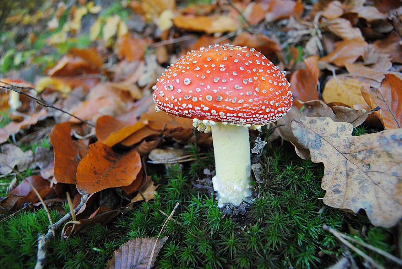 Grybų,  Raudona,  Palieka Rudenį,  Samanos,  Miškas,  Pobūdį,  Fonas,  Nuodingas,  Amanita,  Nuodingas