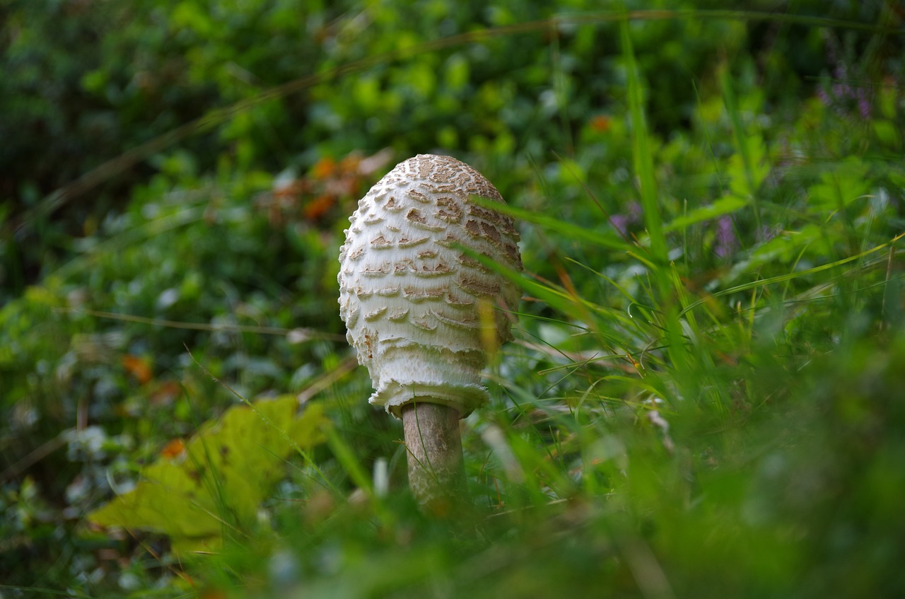 Grybai, Skėtis Nuo Saulės, Ekranas, Ekrano Grybelis, Milžiniškas Širmiruotes, Grybų Rinkimas, Ruda, Boletes, Jaunas, Nemokamos Nuotraukos