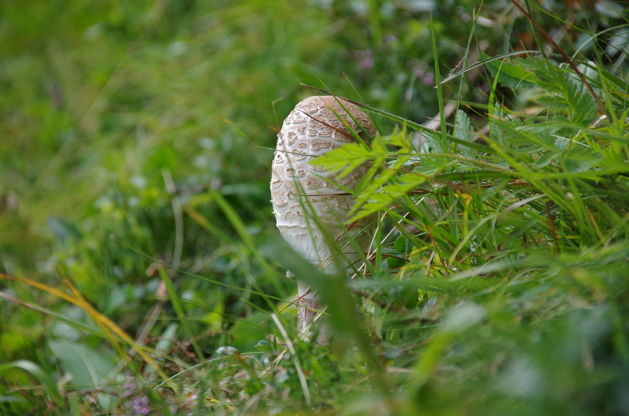 Grybai, Skėtis Nuo Saulės, Ekranas, Ekrano Grybelis, Milžiniškas Širmiruotes, Grybų Rinkimas, Ruda, Boletes, Jaunas, Nemokamos Nuotraukos