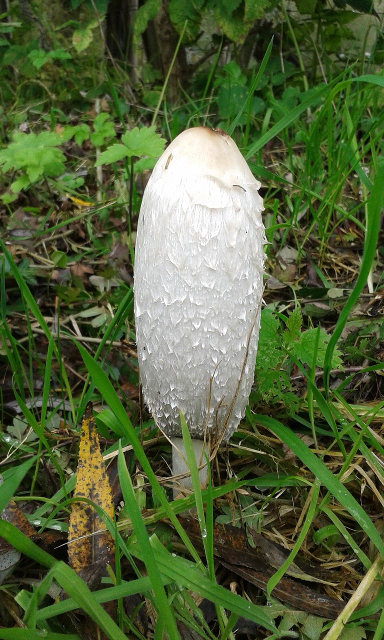 Grybai, Ruduo, Agaric, Gamta, Miškas, Nemokamos Nuotraukos,  Nemokama Licenzija