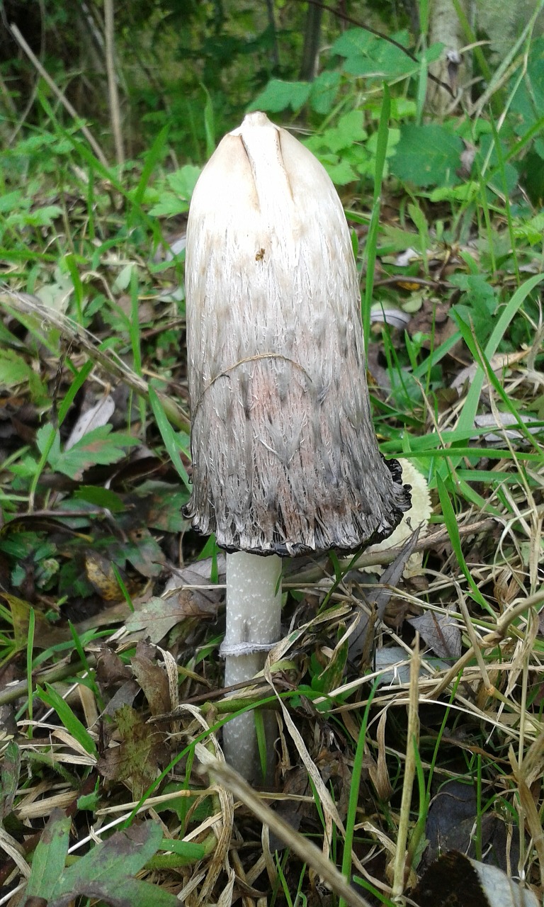 Grybai, Ruduo, Gamta, Agaric, Miškas, Sodas, Balta, Žalias, Žolė, Nemokamos Nuotraukos