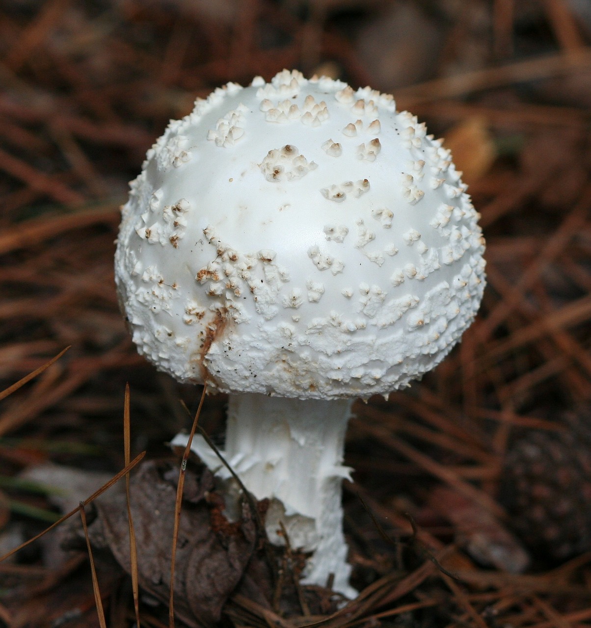 Grybai, Amanita Muscaria Var Alba, Grybai, Kumpis, Nuodai, Toksiškas, Grybelis, Maistas, Šviežias, Ruda