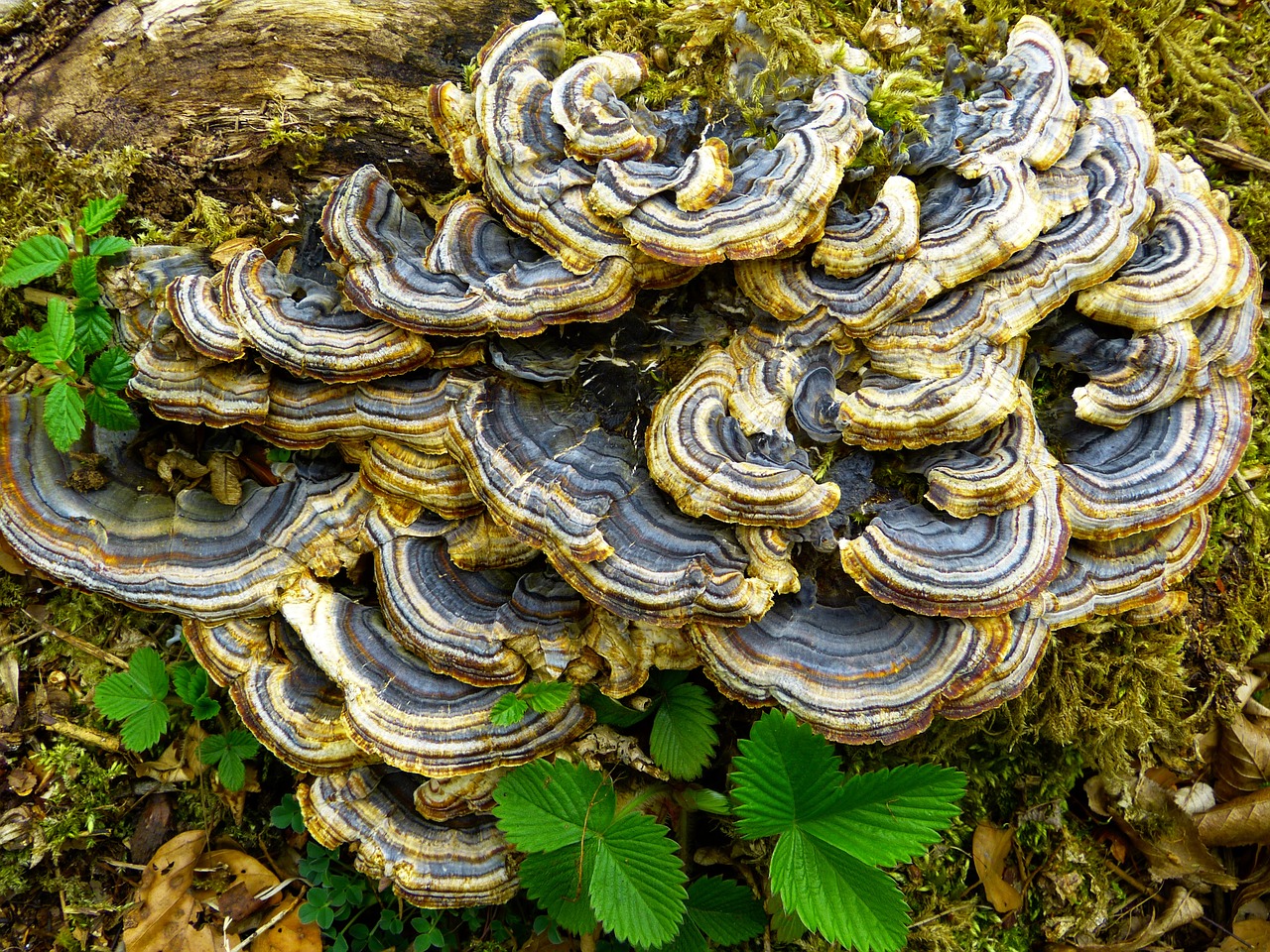 Grybai, Medžio Grybas, Užteršimas, Drugelis Tramete, Trametes Versicolor, Spalvingas Tramete, Drugelis Ovinus, Medžio Gyventojas, Grybelinės Rūšys, Giminė Ovinus Giminaitis