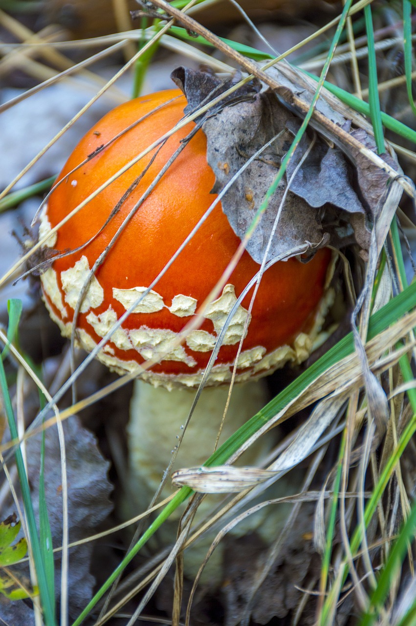 Grybai, Amanita, Ruduo, Miškas, Nemokamos Nuotraukos,  Nemokama Licenzija