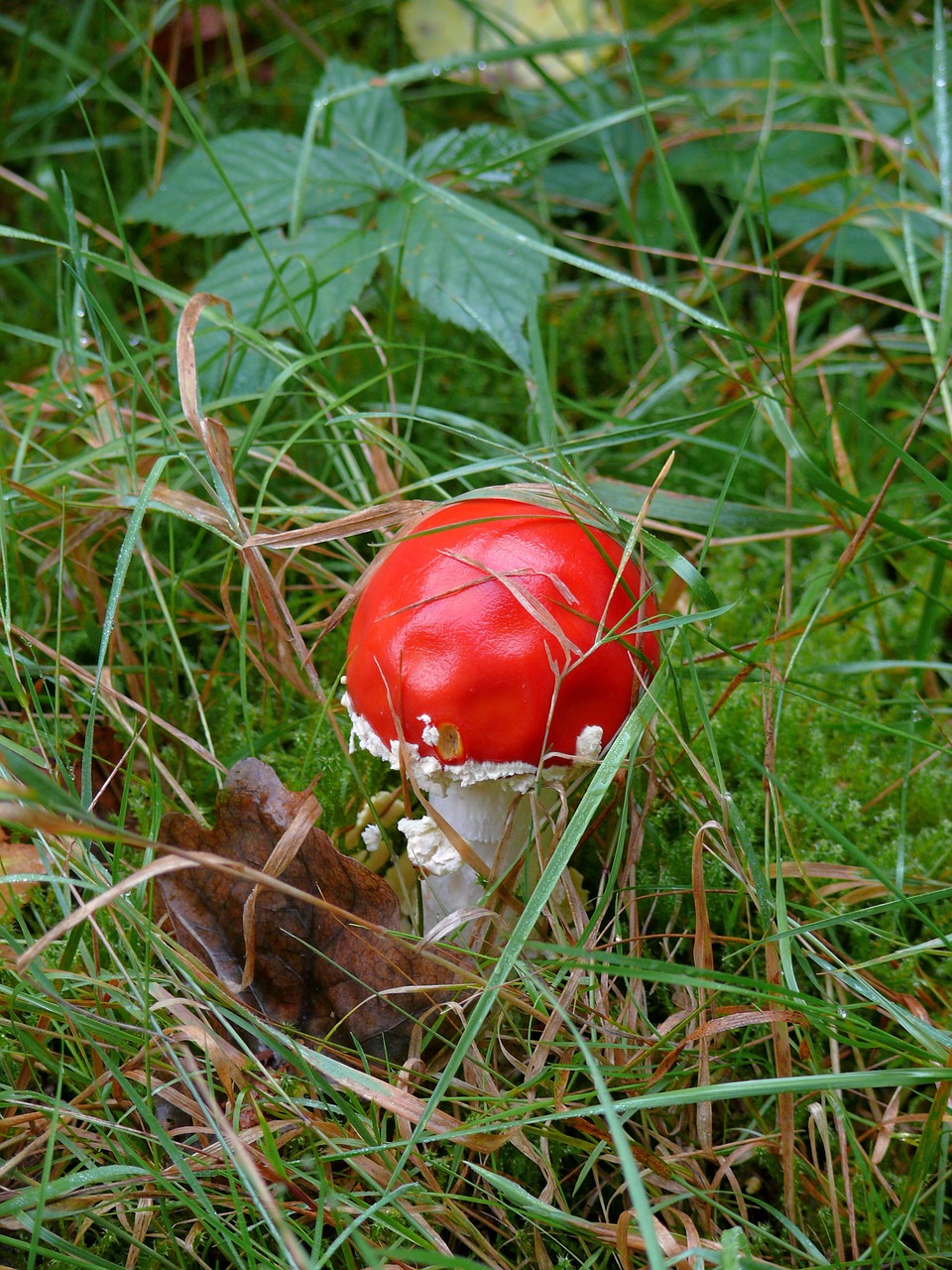 Grybai, Medis, Raudona, Ruduo, Agaric, Gamta, Pjūvis, Raudonasis Grybas, Nemokamos Nuotraukos,  Nemokama Licenzija