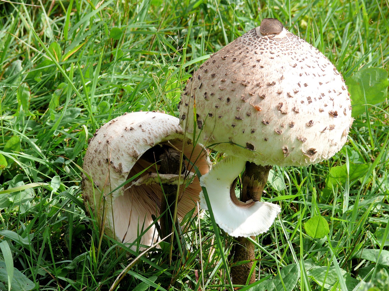 Grybai, Agaric, Smėlio Spalvos, Žalia Žolė, Pavasaris, Gamta, Nemokamos Nuotraukos,  Nemokama Licenzija