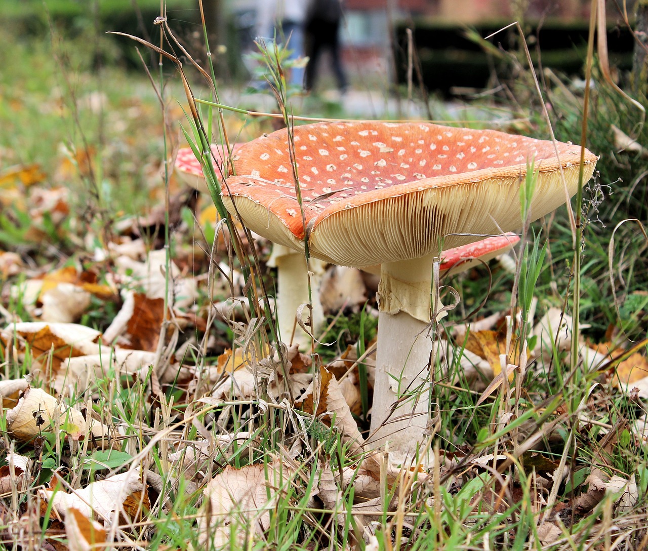 Grybai, Raudona Su Baltais Taškais, Ruduo, Agaric, Miškas, Nemokamos Nuotraukos,  Nemokama Licenzija