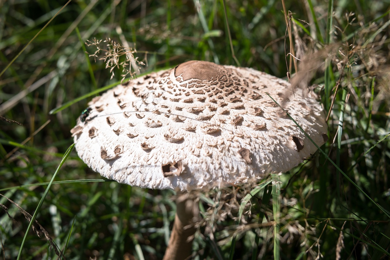 Grybai, Ruduo, Skėtis Nuo Saulės, Schirmling, Pieva, Valgomieji, Ganykla, Milžiniškas Širmiruotes, Pievinis Grybas, Grybų Skrybėlę