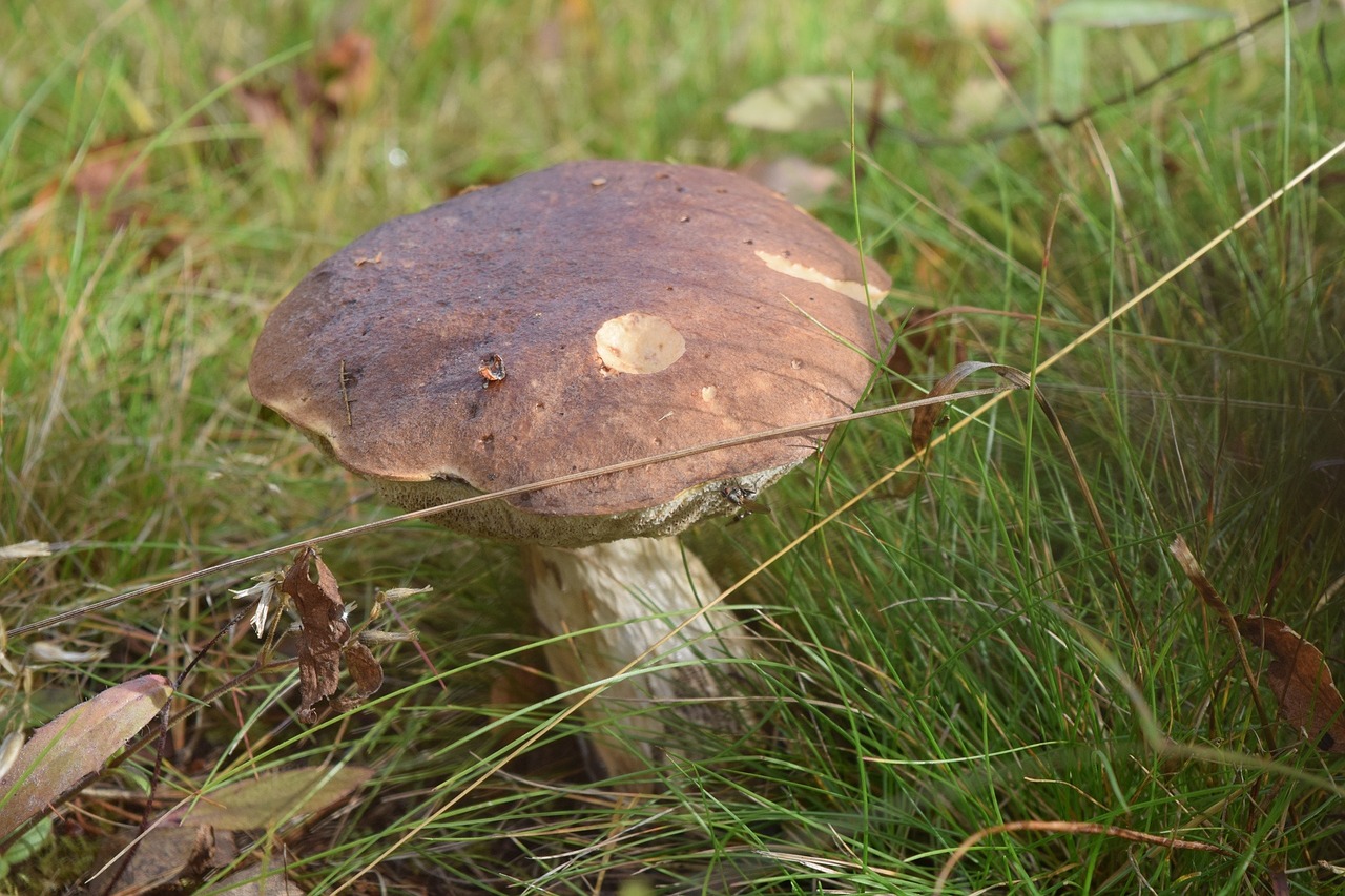 Boletus, Grybai, Gamta, Žolė, Nemokamos Nuotraukos,  Nemokama Licenzija