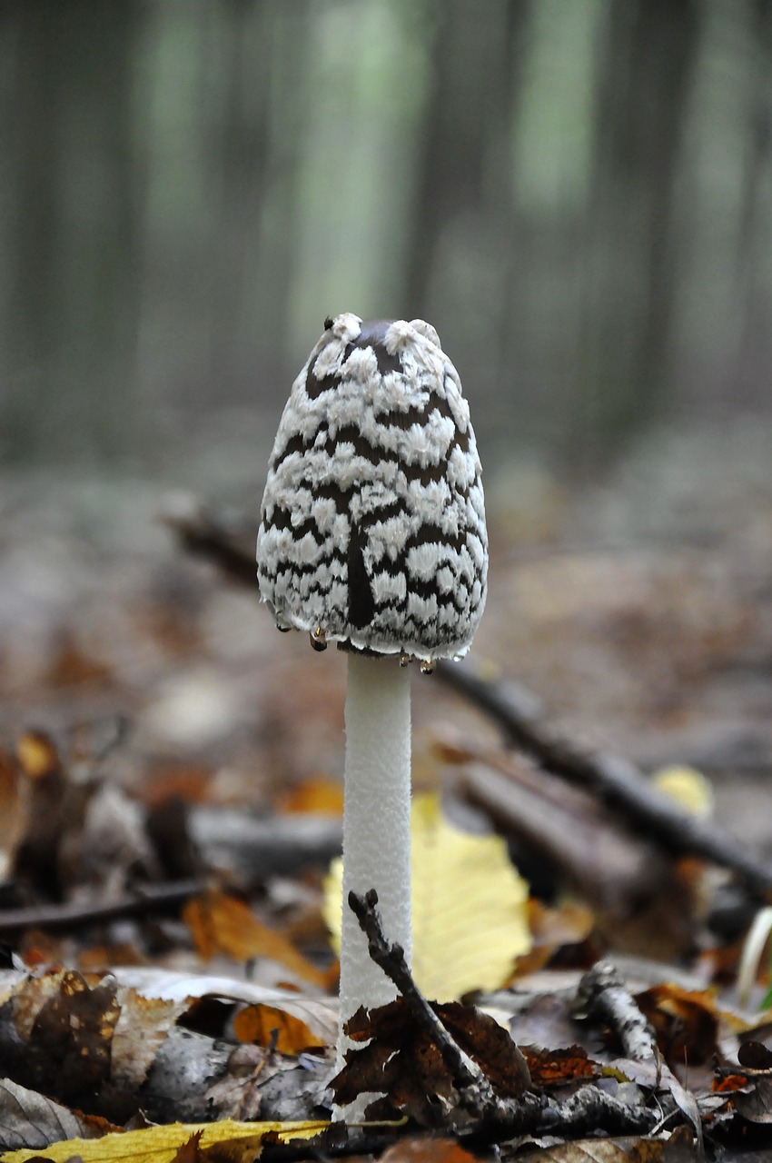 Grybai, Miškas, Ruduo, Coprinus, Nemokamos Nuotraukos,  Nemokama Licenzija