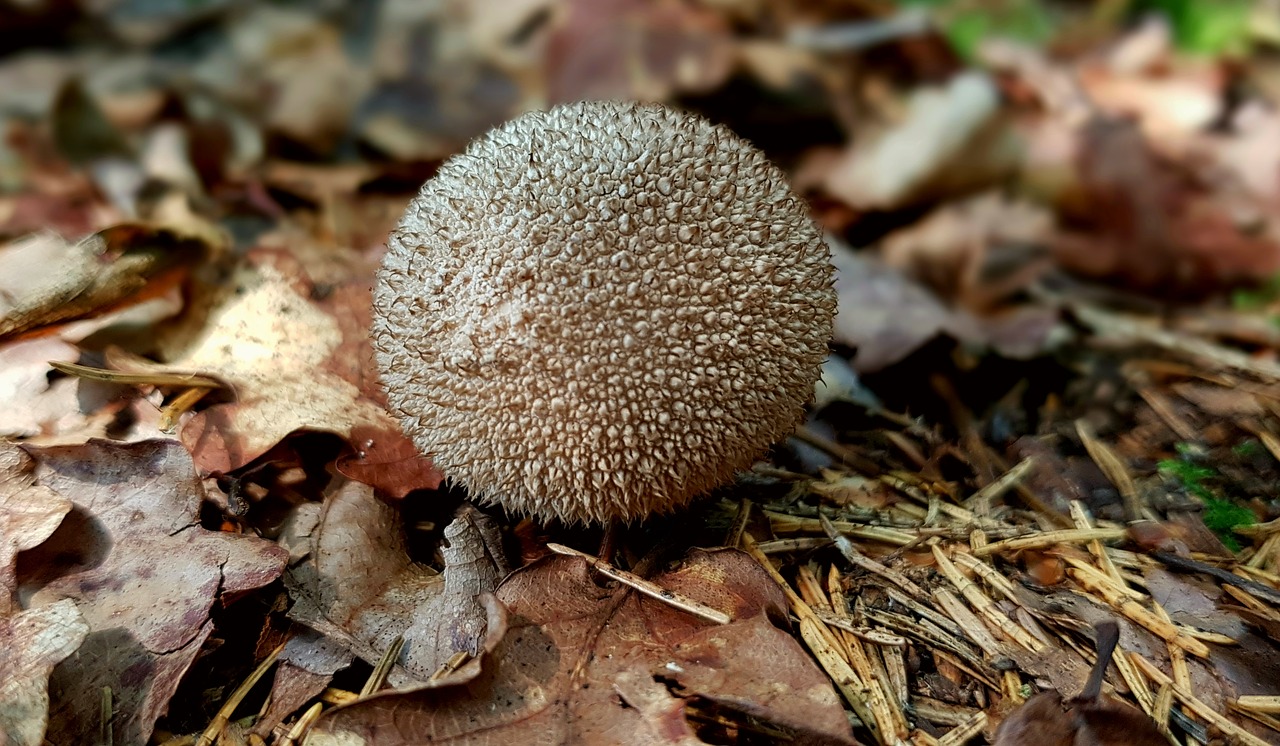 Grybų Miško Grybai, Umbrinum, Ežys Russula, Bovist, Miškas, Miško Paklotė, Gamta, Lapai, Lapuočių Miškas, Ruduo