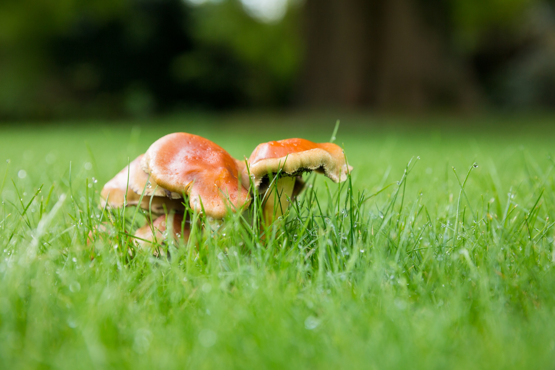 Ruduo,  Boletus,  Dangtelis,  Rasa,  Miškas,  Grybelis,  Žolė,  Žalias,  Grybai,  Grybai