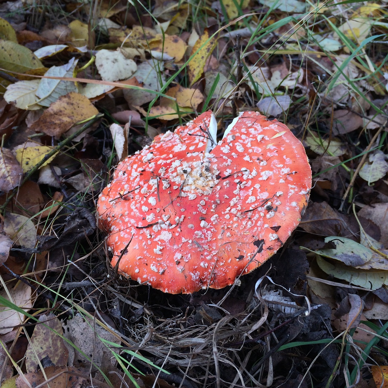 Amanita, Grybai, Miškas, Raudona, Ruduo, Natūraliai, Sezonas, Spalvinga, Žolė, Lapai