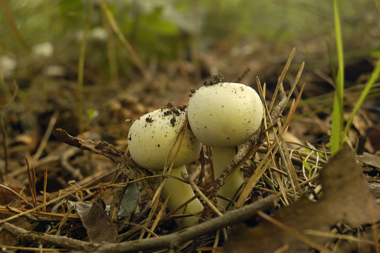 Grybai, Agaricus Laukas, Agaricus Arvensis, Miškas, Gamta, Vasara, Atostogos, Turizmas, Nemokamos Nuotraukos,  Nemokama Licenzija