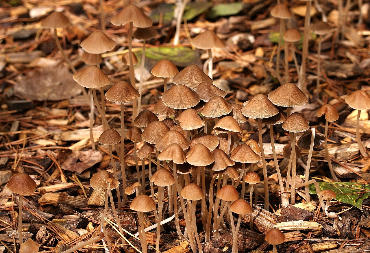 Grybai, Miškas, Ruduo, Gamta, Drėgnas, Grybai, Kiauras, Pelkė, Gamtos Rezervatas, Moorland