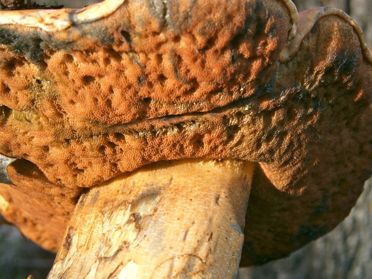 Grybai, Grybai, Ruduo, Boletus, Gamta, Makro, Nemokamos Nuotraukos,  Nemokama Licenzija