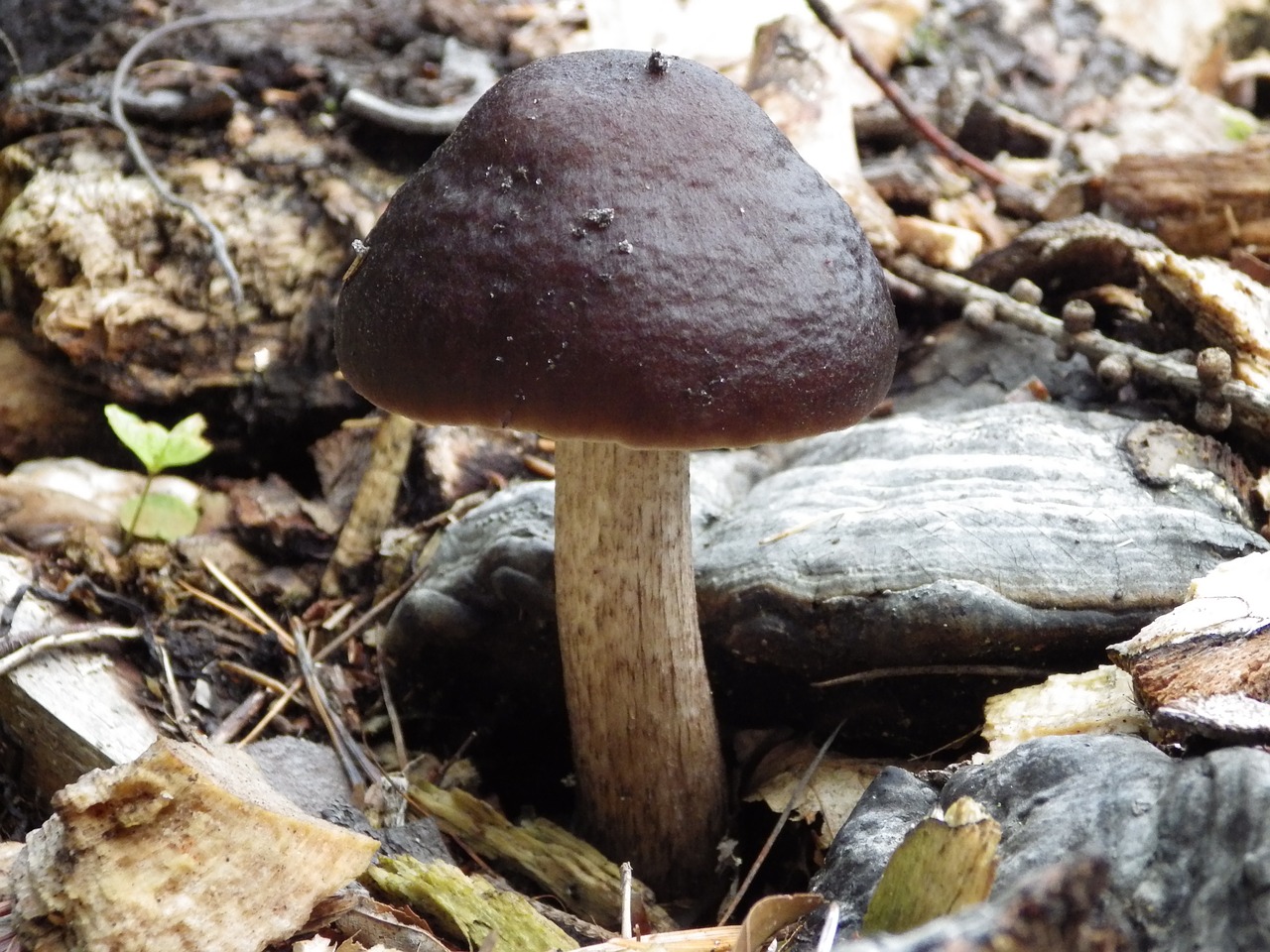 Grybai, Leccinum Scabrum, Miškas, Ruda, Ruduo, Nemokamos Nuotraukos,  Nemokama Licenzija