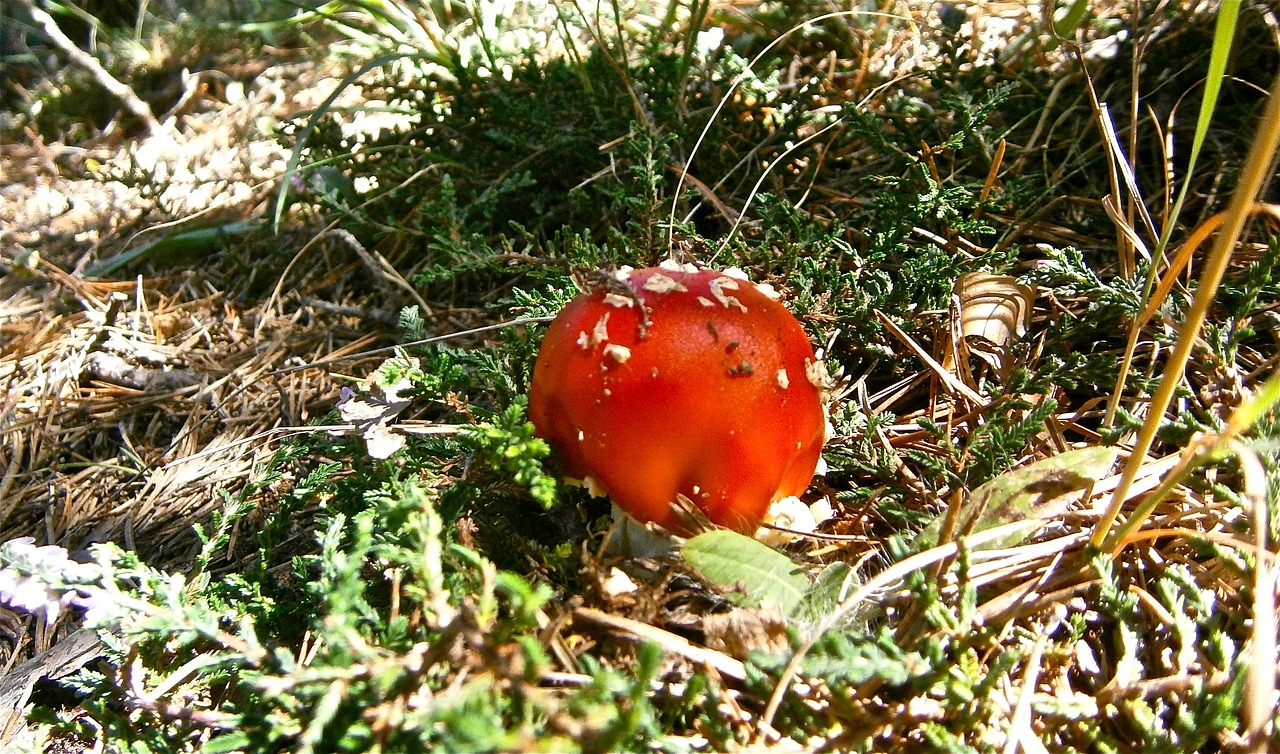 Grybai, Amanita Muscaria, Miškas, Ruduo, Gamta, Nemokamos Nuotraukos,  Nemokama Licenzija