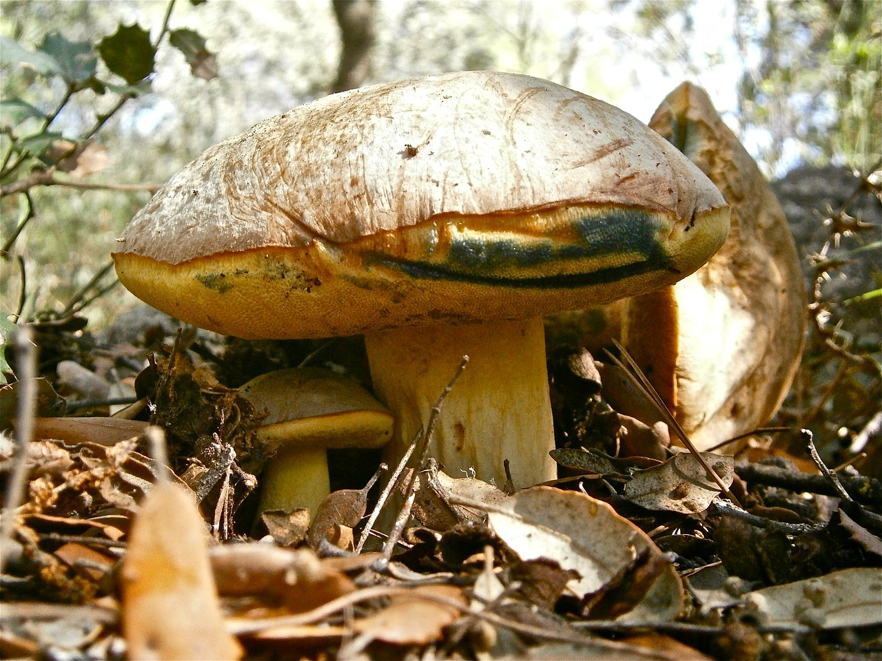 Grybai, Grybai, Boletus, Miškas, Ruduo, Gamta, Nemokamos Nuotraukos,  Nemokama Licenzija