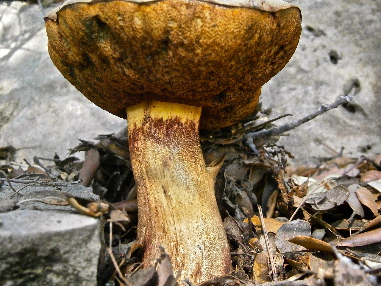 Grybai, Grybai, Boletus, Miškas, Ruduo, Gamta, Nemokamos Nuotraukos,  Nemokama Licenzija