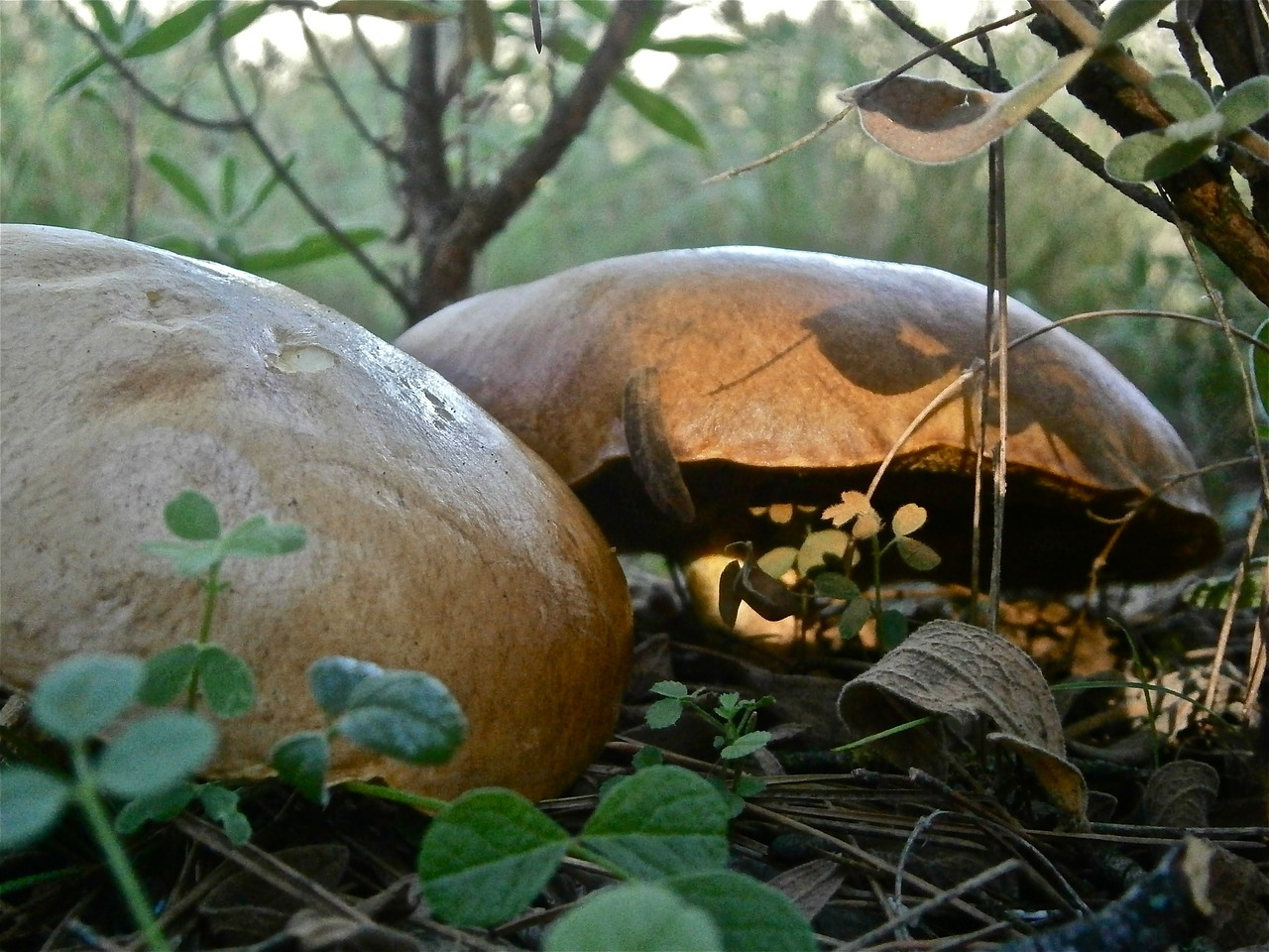 Grybai, Grybai, Boletus, Miškas, Ruduo, Gamta, Nemokamos Nuotraukos,  Nemokama Licenzija