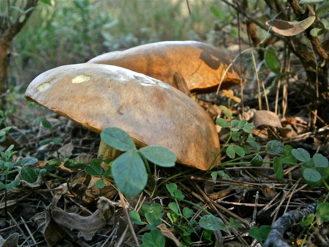 Grybai, Grybai, Boletus, Miškas, Ruduo, Gamta, Nemokamos Nuotraukos,  Nemokama Licenzija