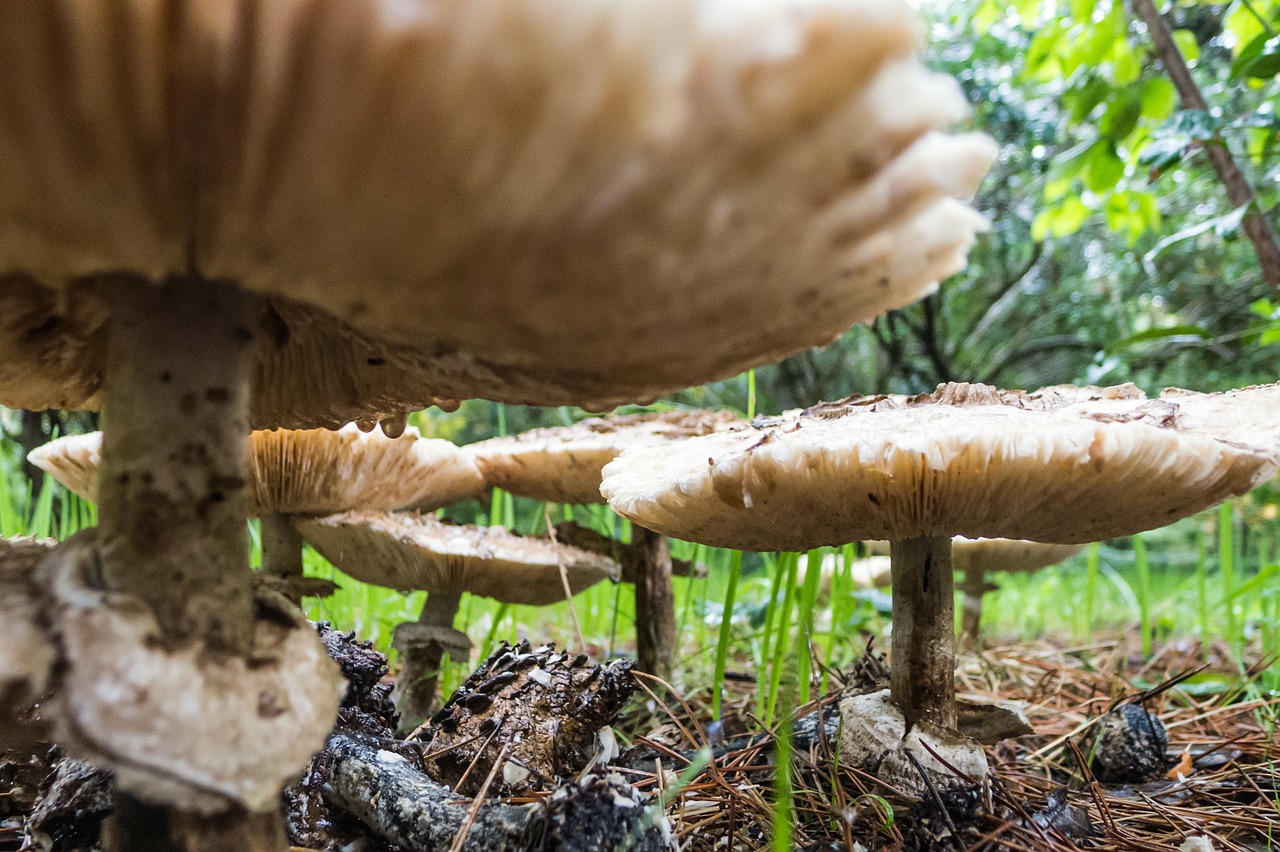 Grybai, Grybai, Boletus, Ruduo, Gamta, Makro, Grybai, Miškas, Mikozė, Spalio Mėn