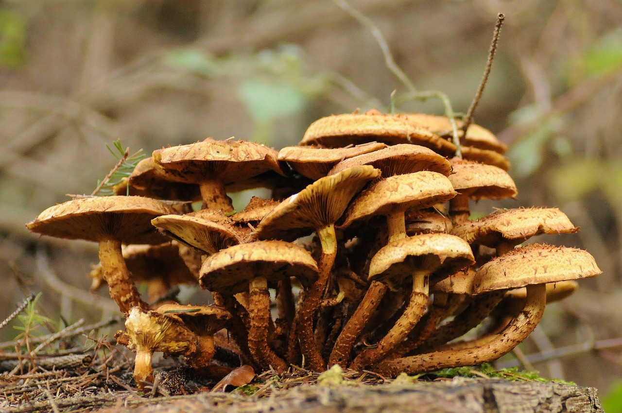 Grybai, Grybai, Gamta, Miškas, Ruduo, Ruda, Miško Grybai, Miško Grybai, Žemė, Rudens Miškas