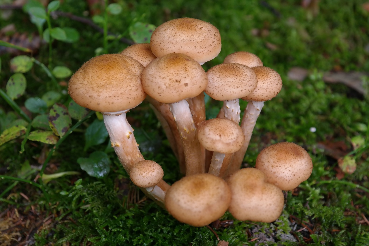 Grybai, Armillaria Ostoyae, Armillaria Solidipes, Agaric, Armillaria Mellea, Miškas, Miško Kenkėjas, Nemokamos Nuotraukos,  Nemokama Licenzija