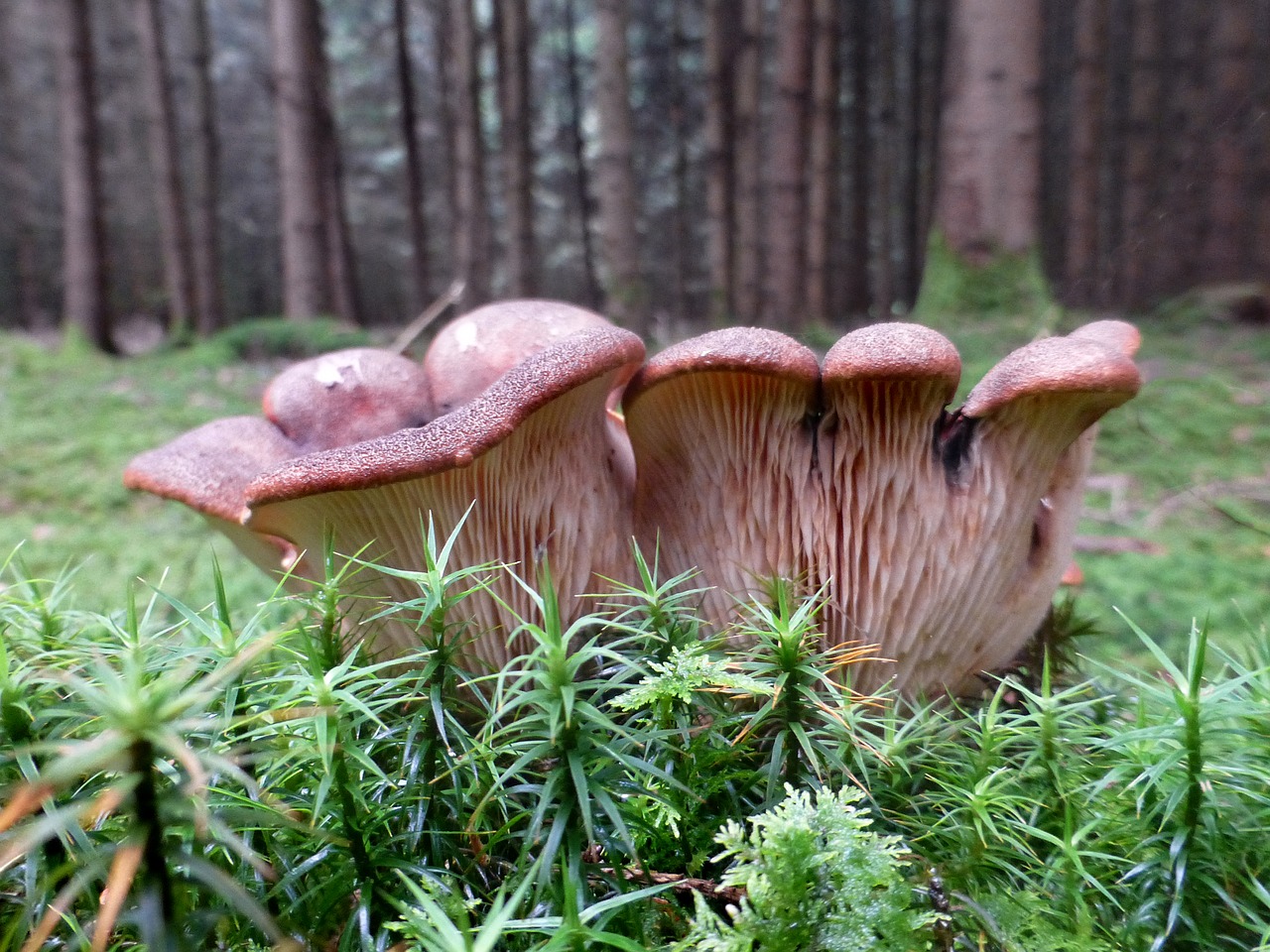 Grybai, Diskinis Grybas, Ruda, Miškas, Nemokamos Nuotraukos,  Nemokama Licenzija