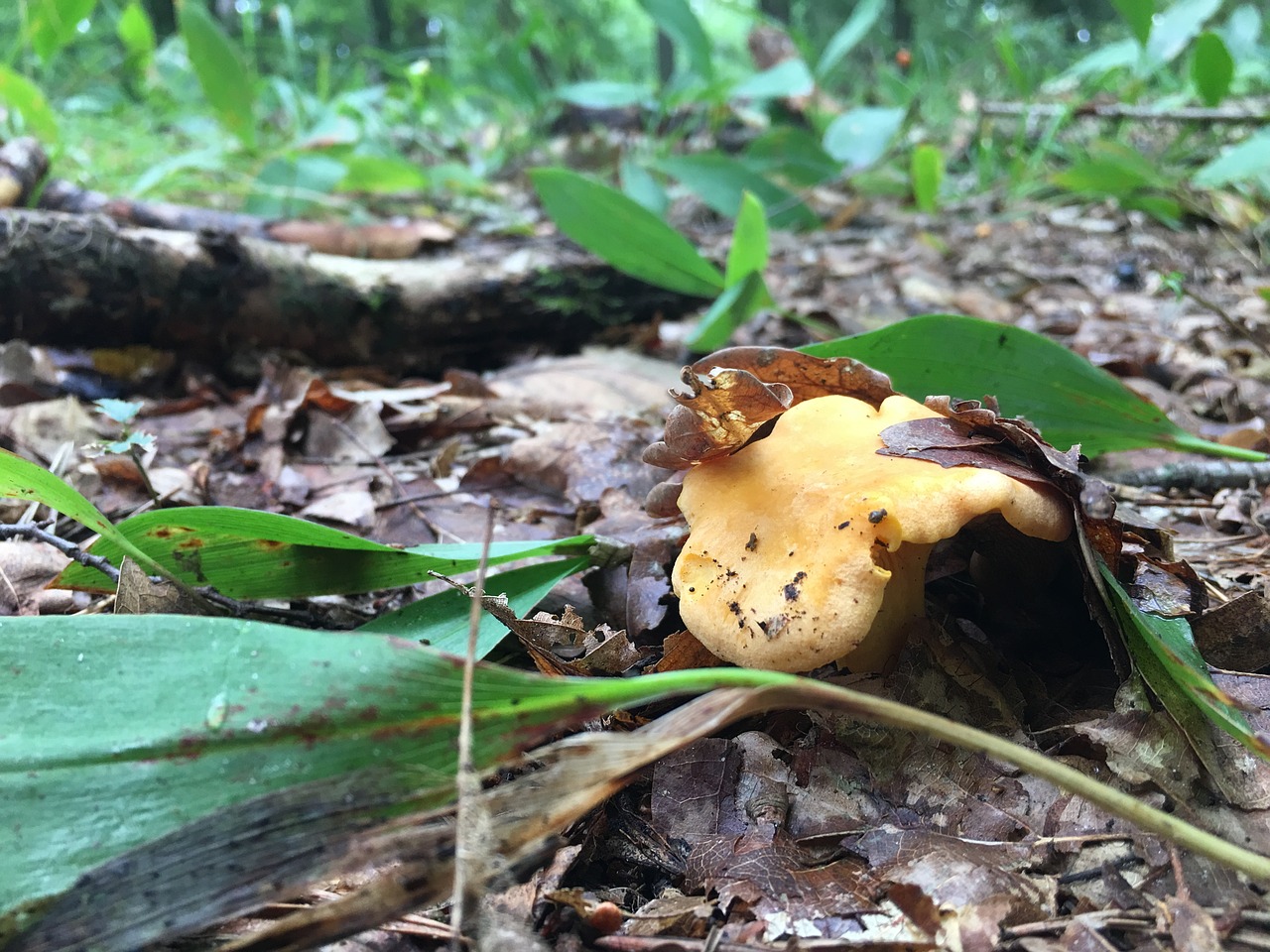 Grybai, Kaštonų Salotos, Boletus, Miškas, Miško Vaisiai, Ruduo, Rinkimas, Surinkti, Gamta, Grybai