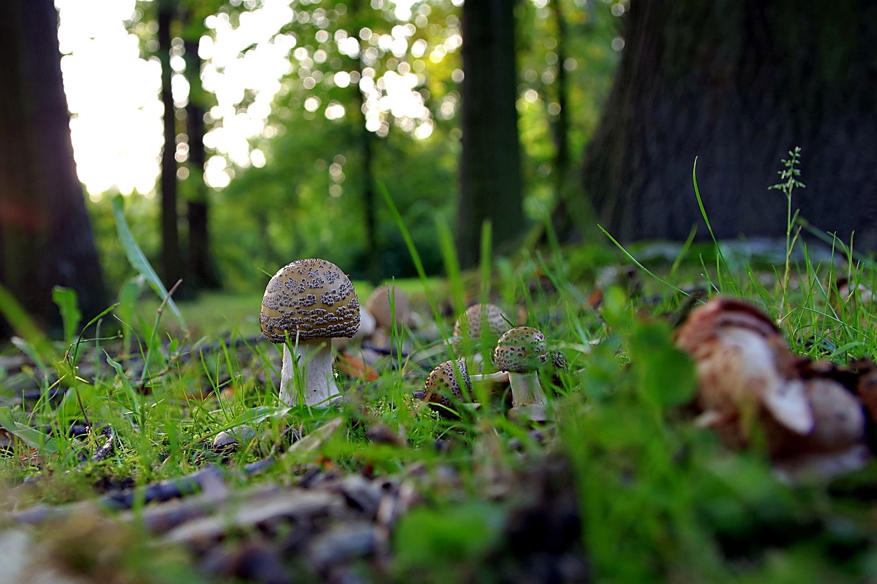 Grybai, Miškas, Amanita, Raudona, Žolė, Pomidoras, Surinkti, Gamta, Žalias, Ruduo