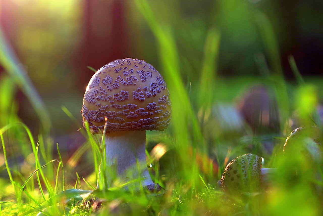 Grybai, Miškas, Amanita, Raudona, Žolė, Pomidoras, Surinkti, Gamta, Žalias, Ruduo