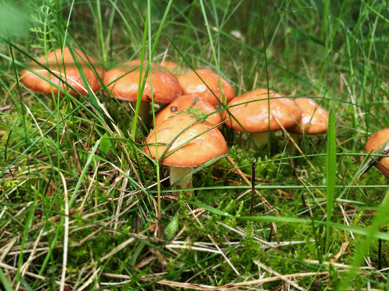 Grybai, Boletus, Miškas, Makro, Vasara, Gamta, Iš Arti, Žalias, Žolė, Žalumos