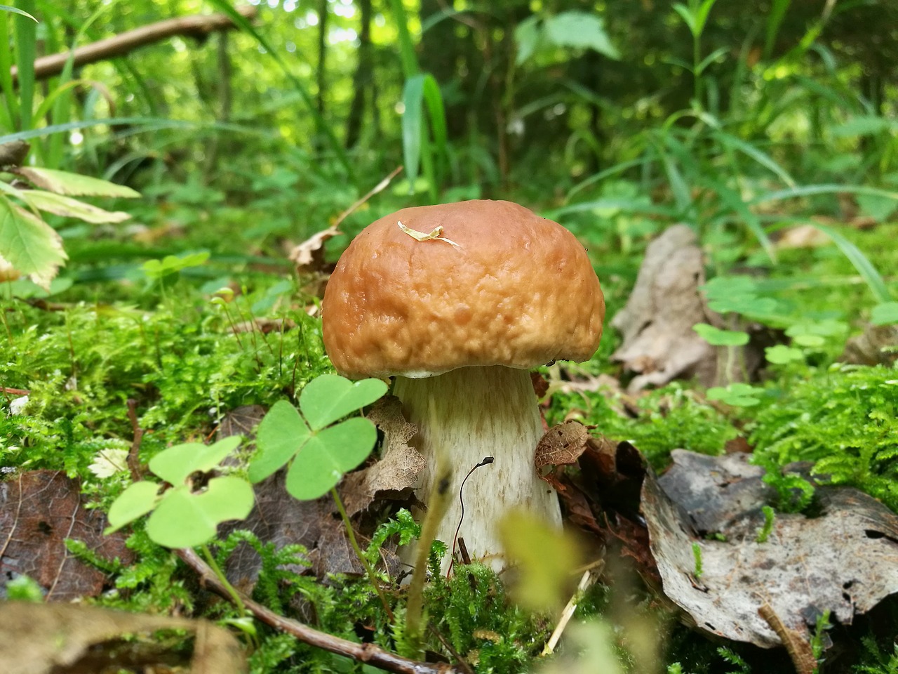 Grybai, Boletus, Miškas, Makro, Vasara, Gamta, Iš Arti, Žalias, Žolė, Žalumos