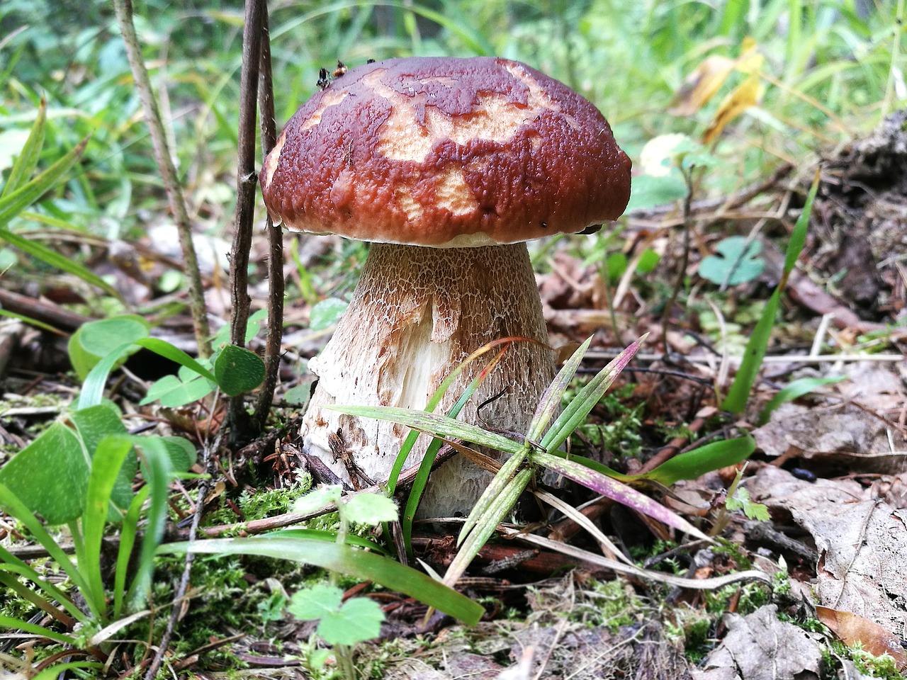 Grybai, Boletus, Miškas, Balta, Vasara, Ekologiškas, Žolė, Prinokę, Užauk, Grybai