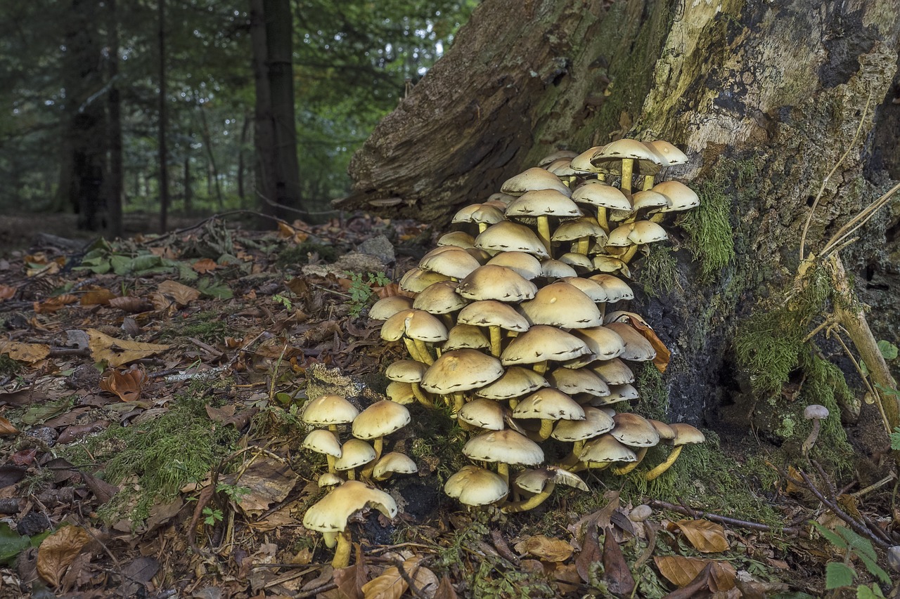 Grybai, Sieros Galvutės, Grybų Kolonija, Gamta, Miškas, Medis, Žurnalas, Samanos, Ruduo, Rinkimas