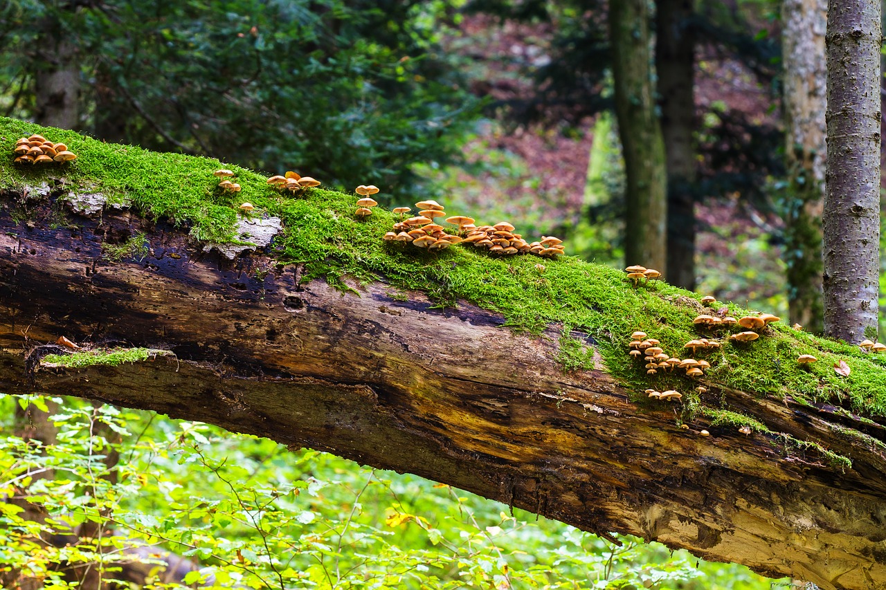 Grybai, Medžio Grybai, Žurnalas, Mažas Grybas, Kempinė, Nemokamos Nuotraukos,  Nemokama Licenzija