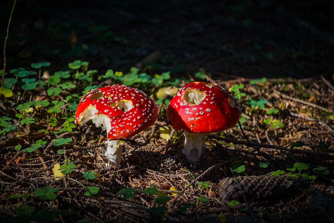 Grybai, Smilkalniai, Amanita Muscaria, Išsamiai, Makro, Samanos, Adatos, Šakelės, Nuodingi Grybai, Nemokamos Nuotraukos