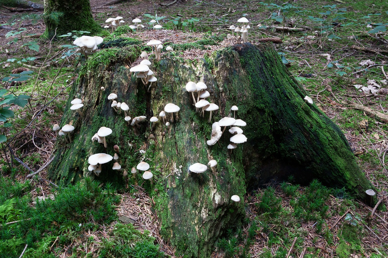 Grybai, Kelmas, Miškas, Balta, Smėlio Spalvos, Samanos, Žalias, Miško Paklotė, Rudens Miškas, Ruduo