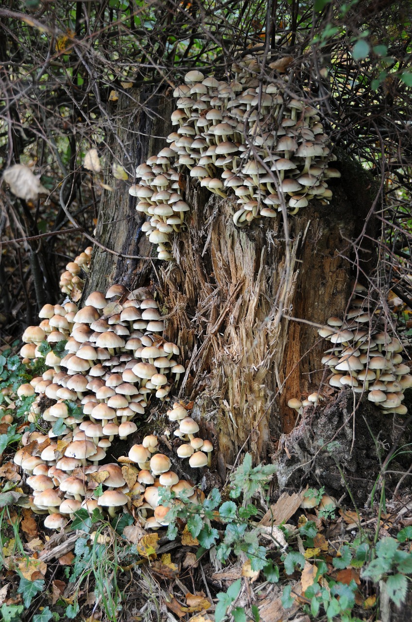 Grybai, Kelmas, Skilimas, Ruduo, Miškas, Rudens Nuotaika, Žurnalas, Mediena, Džiunglės, Nemokamos Nuotraukos