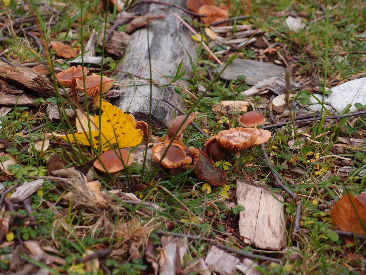 Grybai, Ruduo, Grybelis, Boletus, Nemokamos Nuotraukos,  Nemokama Licenzija