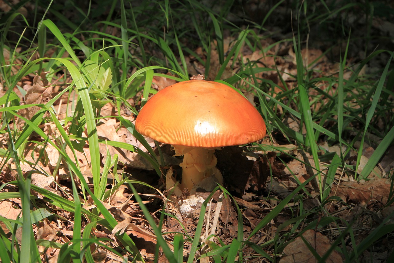 Grybai, Oranžinė, Ruda, Grybai, Grybelis, Laukiniai, Augimas, Auga, Amanita, Caesarea