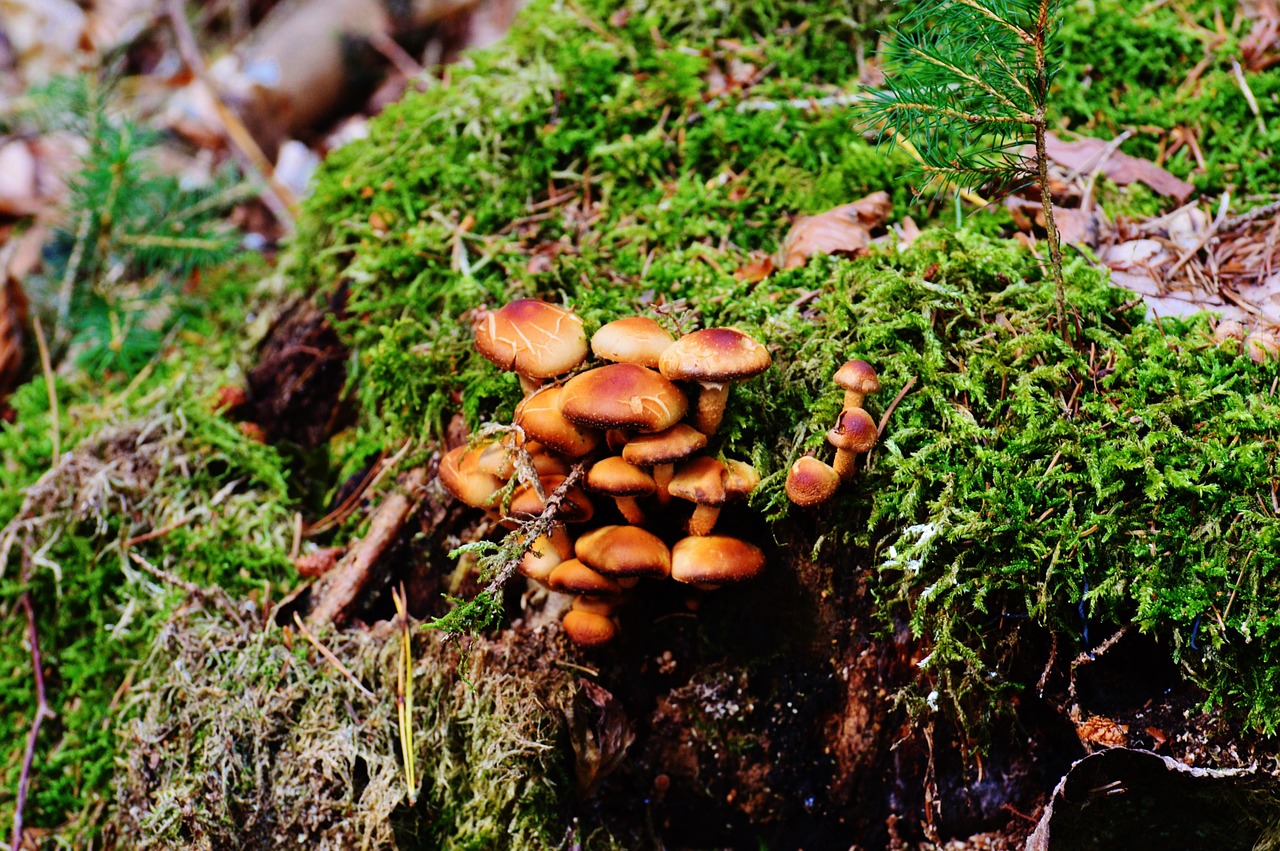 Grybai, Kelmas, Gamta, Miškas, Grybelis Ant Medžio Kiauto, Mediena, Medžio Grybas, Morsch, Žurnalas, Mažas Grybas