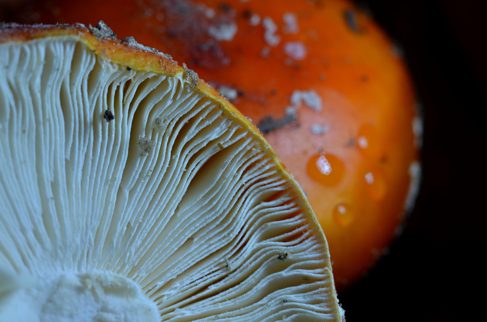 Vis Dar & Nbsp,  Gyvenimas,  Amanita,  Makro,  Raudona,  Grybai,  Fonas,  Grybai,  Amanita, Nemokamos Nuotraukos