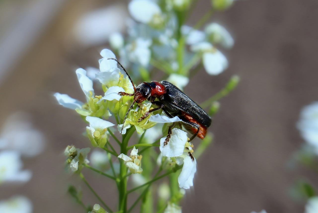 Muskuso Vabalas, Vabzdys, Vabalas, Gėlė, Balta Gėlė, Gamta, Flora, Natūralus, Lauke, Balti Žiedlapiai