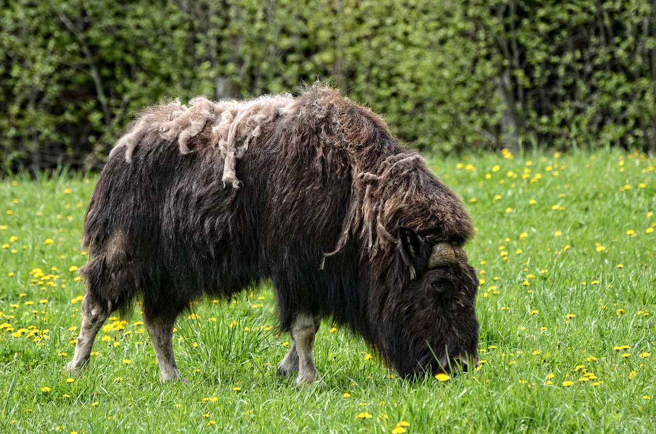 Avijautis, Gyvūnas, Laukinė Gamta, Žinduolis, Gamta, Žolė, Muskusas, Bulius, Kanada, Nemokamos Nuotraukos