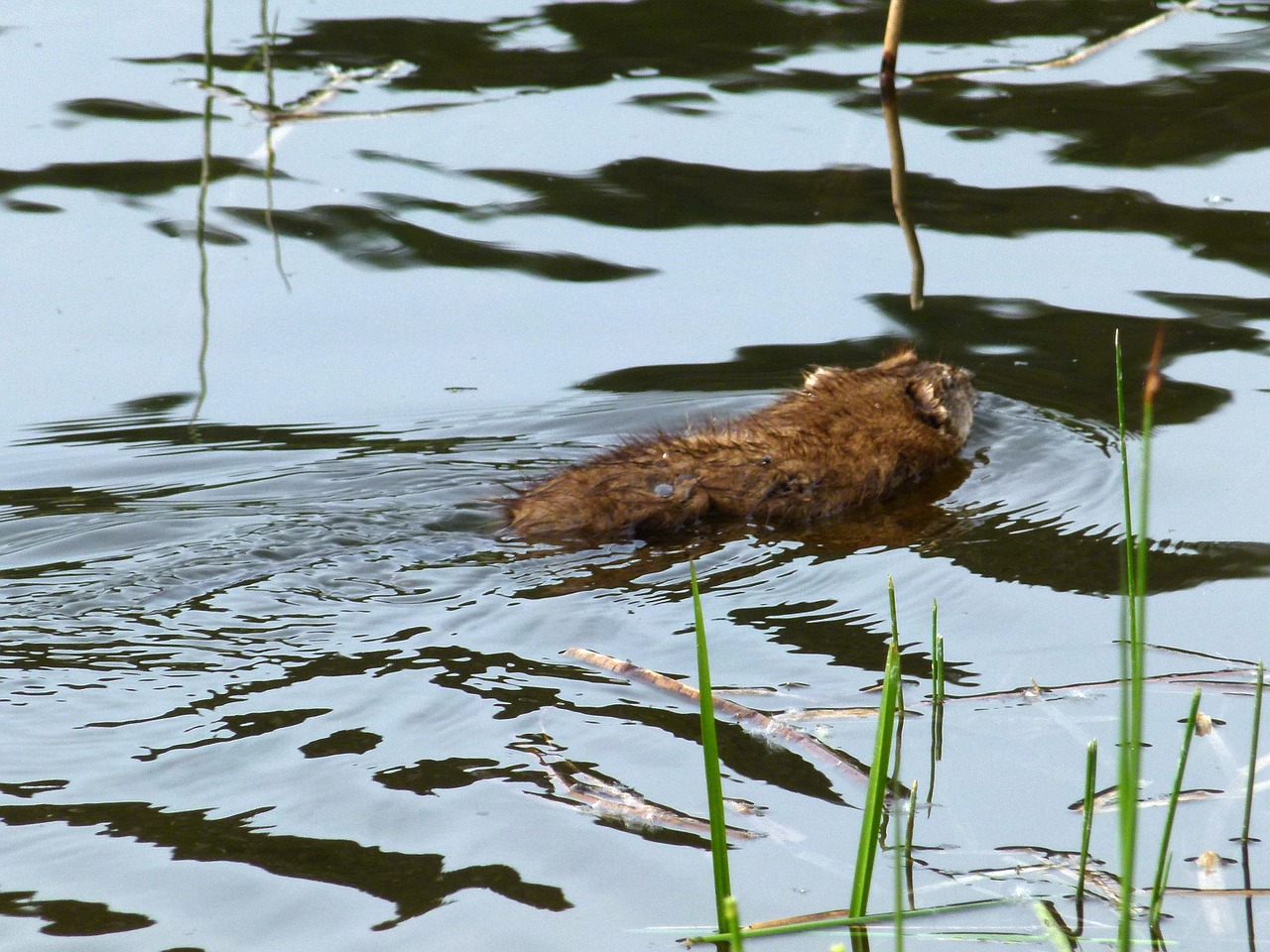 Muskratas, Vanduo, Gyvūnas, Pelkės, Pelkė, Maudytis, Žolės, Gamta, Nemokamos Nuotraukos,  Nemokama Licenzija